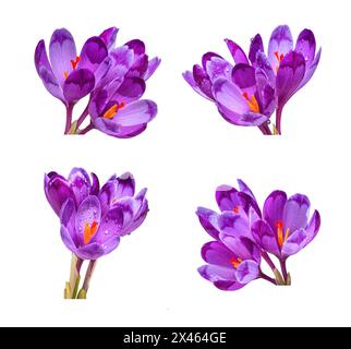 Crocuses - fiori viola in fiore che fanno il loro senso da sotto la neve all'inizio della primavera, primo piano con lo spazio per il testo Foto Stock