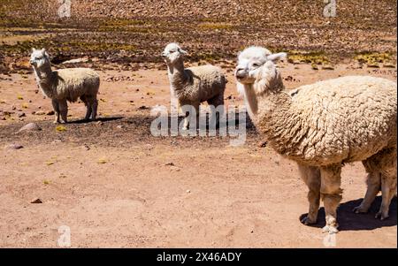 Deliziosi alpaca che pascolano nella riserva nazionale di Salinas Y Aguada Blanca, regione di Arequipa, Perù Foto Stock