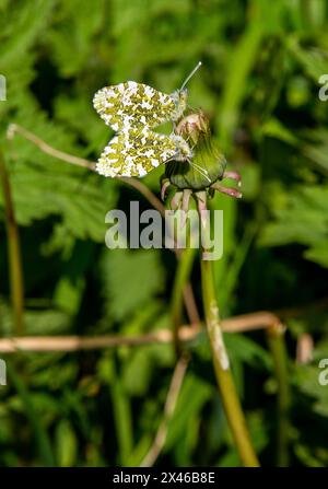 Coppia di farfalle a punta arancione Anthocharis cardamine farfalla nella campagna inglese in primavera Foto Stock