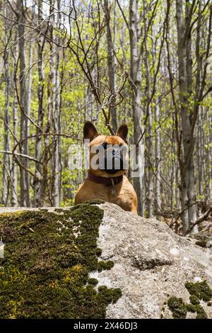 Adorabile Bulldog francese seduto su roccia mussosa in boschi nei Pirenei e guardando lontano Foto Stock