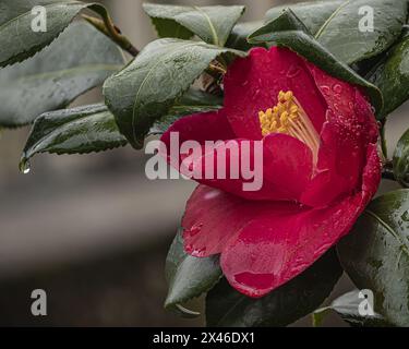 Un vibrante fiore di camelia rosso, i suoi petali scintillanti con gocce di rugiada, annidato tra lussureggianti foglie verdi, cattura l'essenza di un gar fresco e baciato dalla pioggia Foto Stock