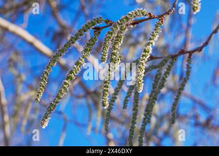 Gli orecchini di pioppo (Populus tremula, Populus pseudotremula) fioriscono in natura in primavera. Foto Stock