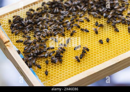 Dall'alto delle api strisciate sul nido d'ape con le cellule di cera in apiary in estate Foto Stock