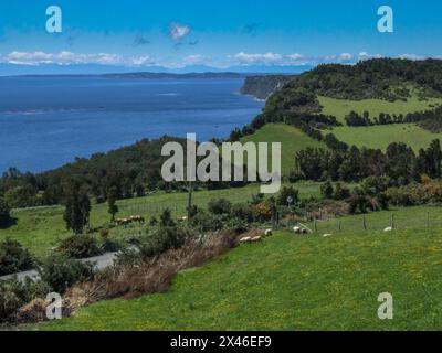 Pecore e bovini che pascolano in un allevamento sull'isola di Quinchao nell'Archipeligo di Chiloe in Cile. Alle spalle si trova il Mare di Chiloe con un allevamento di salmoni per acquacultur Foto Stock