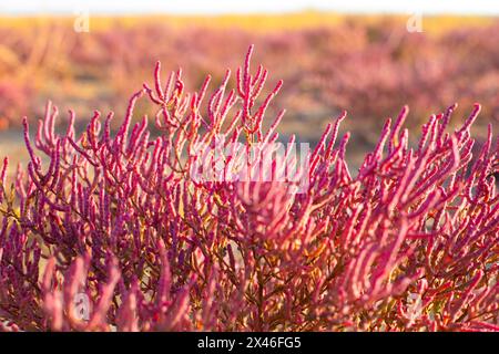 Fioritura della pianta costiera Salicornia prostrata. Steli rossi carnosi di salina in un giorno autunnale, primo piano. Foto Stock