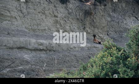 Una capra di montagna riposa all'ombra su una collina sabbiosa. Foto Stock