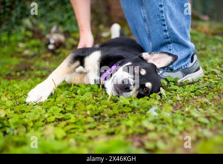 Un cucciolo di razza mista Husky x German Shepherd sdraiato e che riceve un pancia Foto Stock