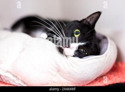 Un gatto shorthair bianco e nero sdraiato in un comodo letto per animali e che guarda la fotocamera Foto Stock