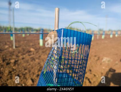 Lumaca che sale sulla plastica protettiva di una vite. Concetto di controllo lumaca di vigneto Foto Stock