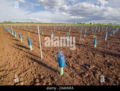 Piante protette da treeguard e maniche di protezione della vite contro animali ed erbicidi Foto Stock