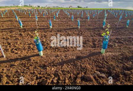 Piante protette da treeguard e maniche di protezione della vite contro animali ed erbicidi Foto Stock