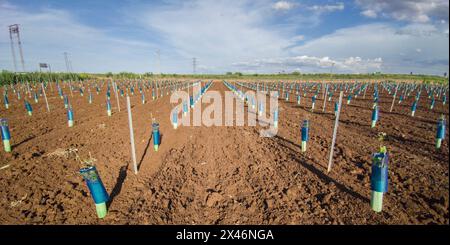 Piante protette da treeguard e maniche di protezione della vite contro animali ed erbicidi Foto Stock