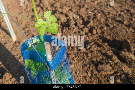 Piante protette da treeguard e maniche di protezione della vite contro animali ed erbicidi Foto Stock