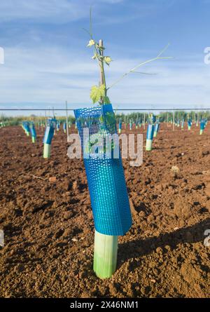 Piante protette da treeguard e maniche di protezione della vite contro animali ed erbicidi Foto Stock