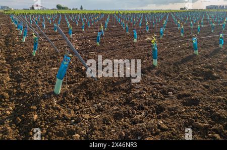 Piante protette da treeguard e maniche di protezione della vite contro animali ed erbicidi Foto Stock