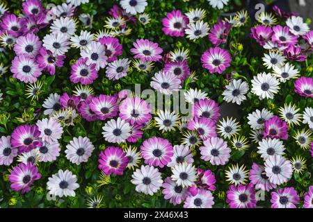 Vivaci e colorati fiori di Dimorphotheca, sfondo naturale luminoso Foto Stock