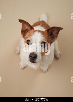 Il curioso e felice cane Jack Russell Terrier si avvicina, catturato con un delicato tono beige Foto Stock