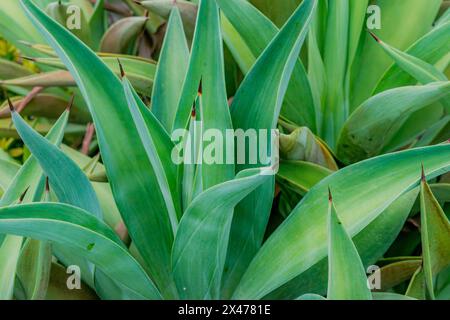 primo piano della pianta da giardino Agave demeesteriana Jacobi in primo piano Foto Stock