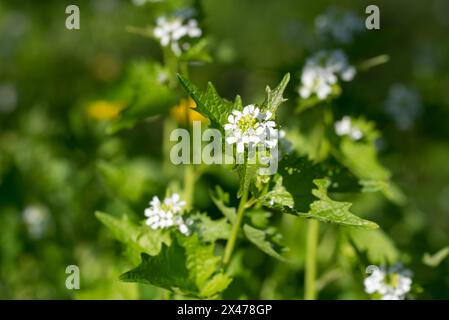 Alliaria petiolata, aglio senape fiore primaverile primo piano selettivo Foto Stock
