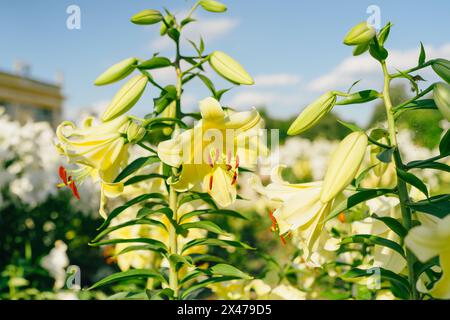 Primo piano di Yellow Lily. In una giornata di sole, il giardino è in fiore con un bellissimo giglio giallo Foto Stock