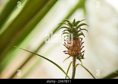 Raccolto tropicale da frutto, piccolo ananas che cresce sulla sua pianta. Foto Stock