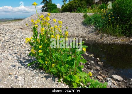 Mustard Charlock, Mustard selvaggia o Mustard Field (Sinapis arvensis) - cresce in riva all'oceano a Crescent Beach, B. C., Canada. Foto Stock