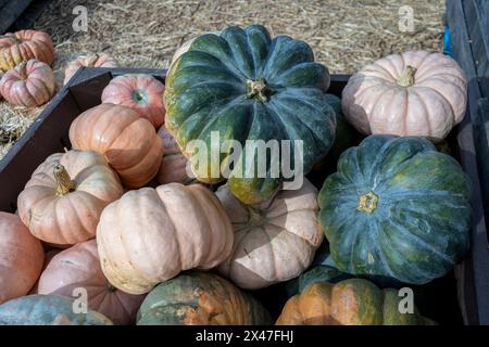 Una tribuna adornata da buongustai e squash verdi e arancioni crea un'accattivante esposizione che incarna l'essenza dell'autunno. Foto Stock