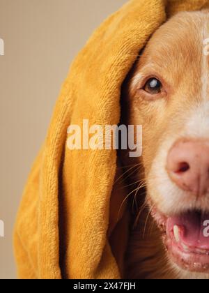 Un cane avvolto in un asciugamano, sembra parlare un Retriever di anatra della nuova Scozia, Candid e caldo in una sessione in studio Foto Stock