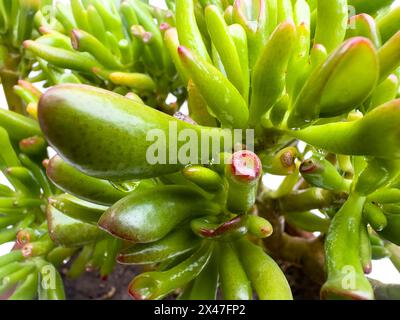 Crassula ovata Gollum Crassula ovata gollum succulenta con foglie tubulari a forma di tromba e vista ravvicinata delle cime rosse Foto Stock