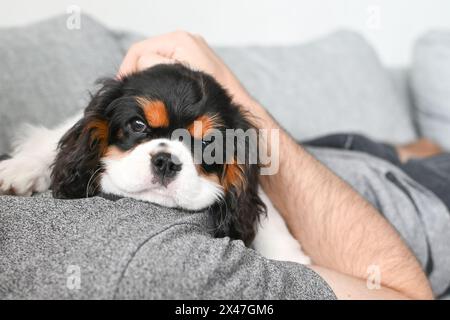 Il cucciolo del piccolo Cavalier Charles King Spaniel giace sul letto accanto al proprietario Foto Stock