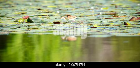 Il jacana crestato a pettine, noto anche come uccello da lotteria o lilytrotter, è l'unica specie di jacana del genere Irediparra. Come altre specie di jacana, Foto Stock