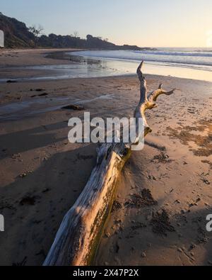 Tronchi di alberi caduti su una spiaggia sabbiosa alla luce del mattino sulla costa di Minnie Water NSW Foto Stock
