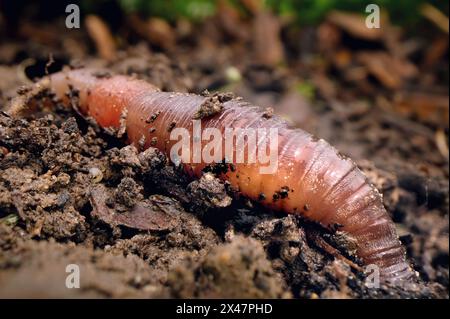 Primo piano di un lombricco nel terreno dopo la pioggia, il verme allenta il terreno nella superficie vegetale Foto Stock