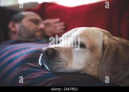 Un uomo dorme sul divano con un cane Labrador. pet, amicizia Foto Stock