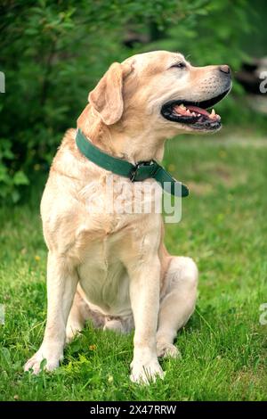 Bellissimo cane purosangue giallo labrador sull'erba all'aperto Foto Stock