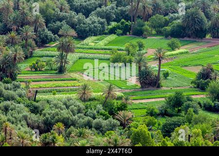 Una sezione della lussureggiante oasi di Tinerhir dove vengono coltivati frutta e verdura. Tinerhir è una città della regione di Draa-Tafilalet, a sud dell'alto Atlante Foto Stock