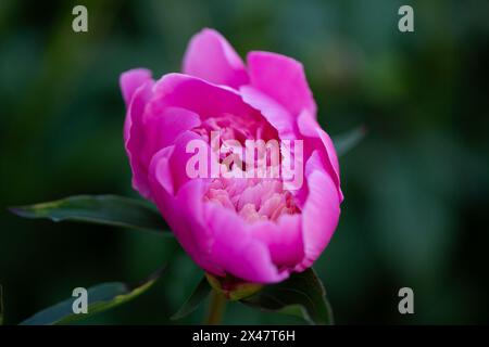 Peonia rosa in primo piano contro foglie verdi Foto Stock