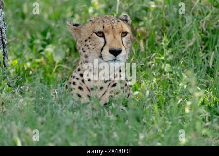 Africa, Tanzania. Colpo alla testa di un ghepardo che riposa all'ombra. Foto Stock