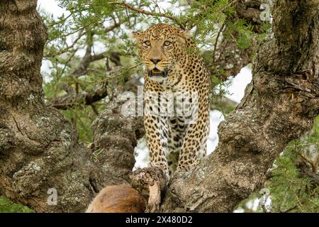 Africa, Tanzania. Un grande leopardo maschile protegge la sua uccisione di un canna nascosto in alto nell'albero. Foto Stock