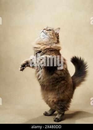 Un energico gatto da tabby si erge alto, raggiungendo l'alto con intento concentrato. Animali domestici nel monolocale Foto Stock