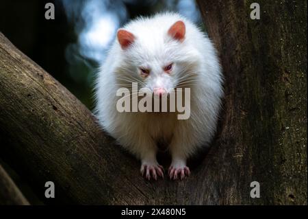 Un cane bianco (Nyctereutes procyonoides) siede su un albero Foto Stock