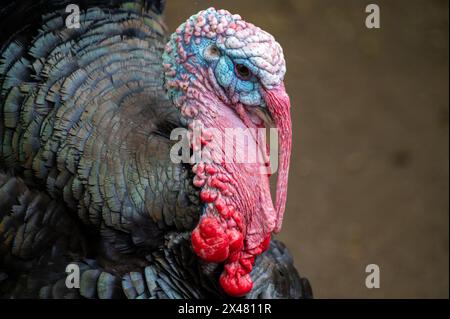 Ritratto di un tacchino di bronzo (Meleagris gallopavo) Foto Stock