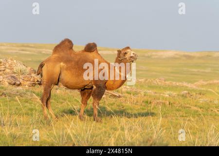 Asia, Mongolia, deserto del Gobi orientale. Un cammello si erge da solo sulle praterie del deserto del Gobi. Foto Stock