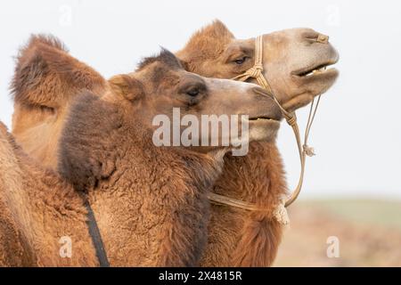 Asia, Mongolia, deserto del Gobi orientale. Due cammelli battriani interagiscono insieme. Foto Stock