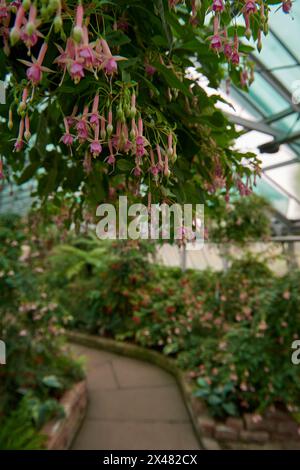 Amazonian Ecosystem Enchantment: Nature's Wonders in the Botanical Greenhouse. Botanic Rainforest Marvel: Esplorando la flora amazzonica nel Foto Stock