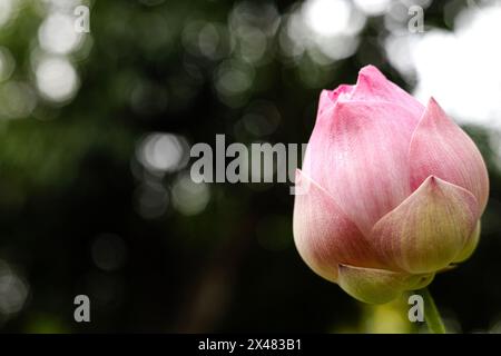 Primo piano di gemme di loto che crescono all'aperto. Pod Lotus su sfondo sfocato. Foto Stock