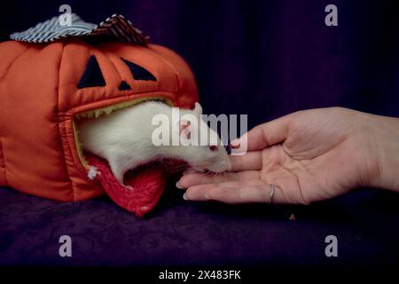 un ratto albino standard si nasconde nella casa del letto a forma di zucca Foto Stock