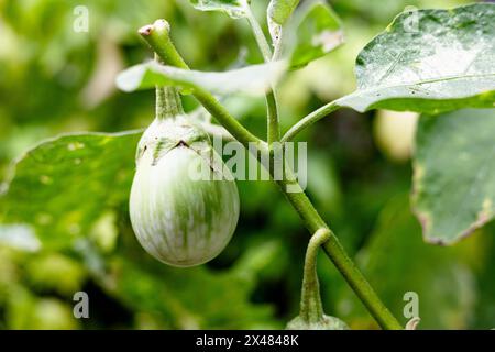 Melanzana tailandese sull'albero. Melanzane thailandesi fresche nell'azienda agricola biologica Foto Stock