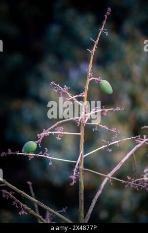 Primo piano di giovani manghi verdi che fruttano su un ramo d'albero in un giardino biologico in India, con formiche da giardino. Foto Stock