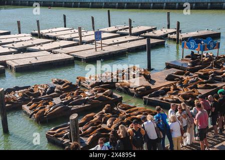 Movimentata scena al Molo 39, leoni marini su moli di San Francisco, turisti che osservano, gabbiani. Foto Stock